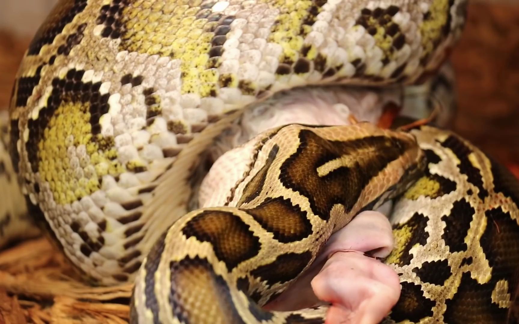 活动作品可怕的巨蟒在行动活吞小兔子