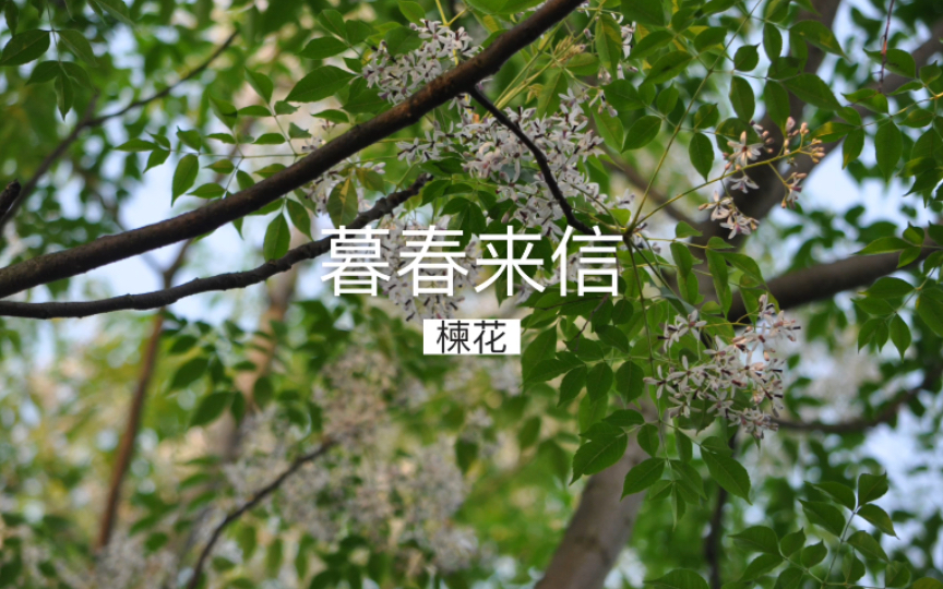 暮春来信ⷮŠ楝花哔哩哔哩bilibili