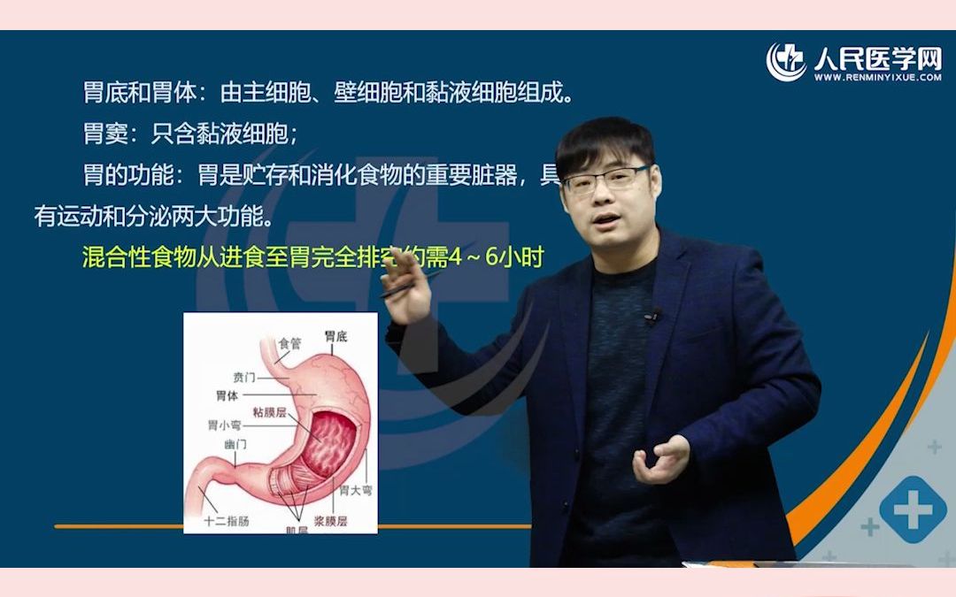 护理考试 胃的生理解剖解析 护士护师考前冲刺哔哩哔哩bilibili