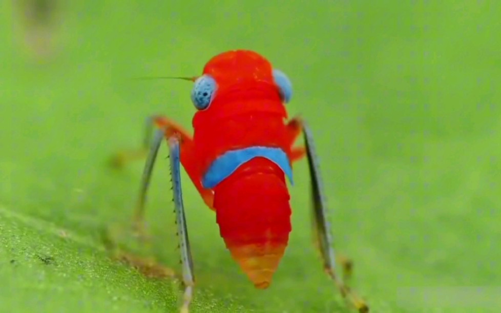 有趣的迷你小生物叶蝉哔哩哔哩bilibili