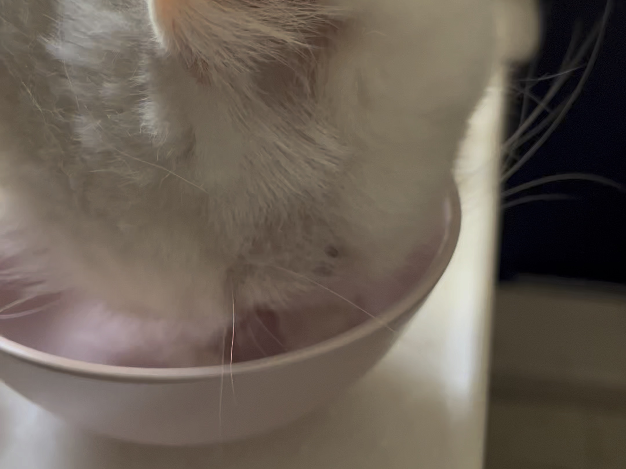 大热天一只猫吃个果冻