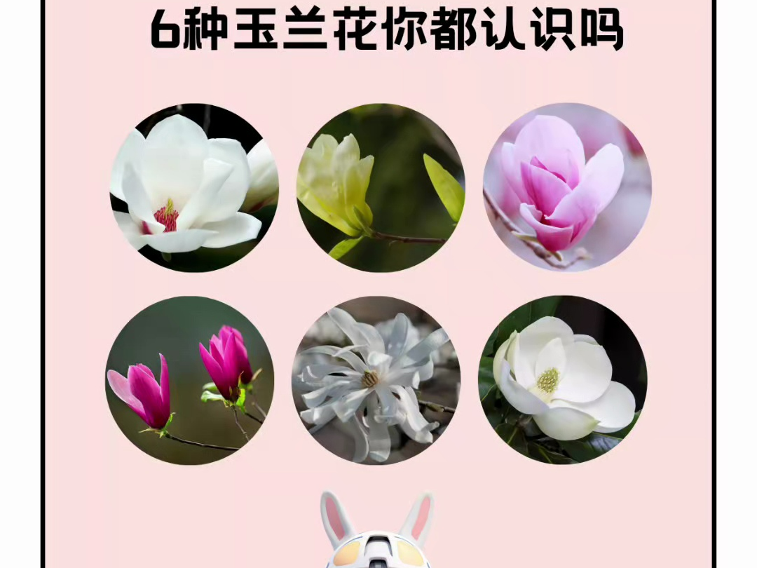 6种常见的玉兰花,你能认出来吗?哔哩哔哩bilibili