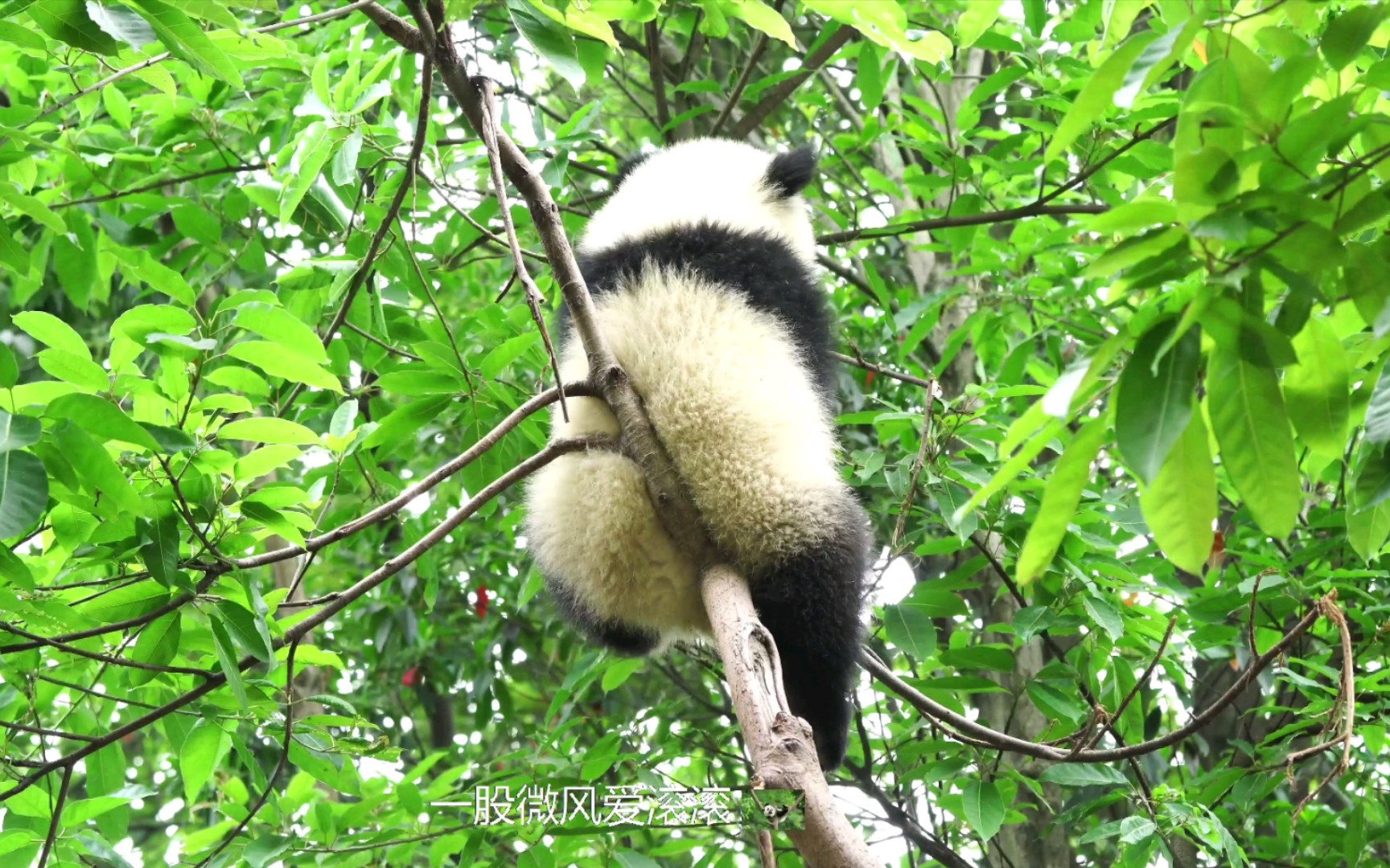 【大熊猫】树上的熊猫果熟了,要不要一起去摘?_哔哩哔哩_bilibili