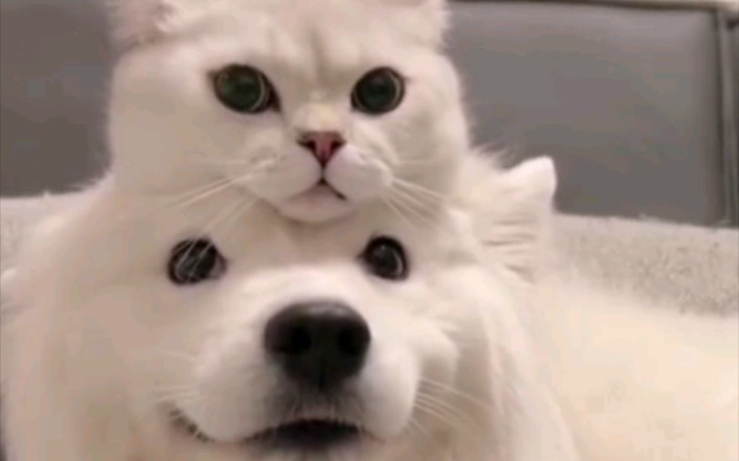 猫猫狗狗的叠猫猫有爱日常