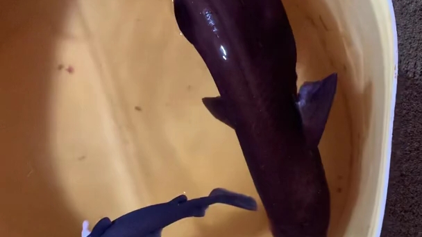 (转自油管) 某种铠鲨被兼捕后早产,不久就死了,非常可惜