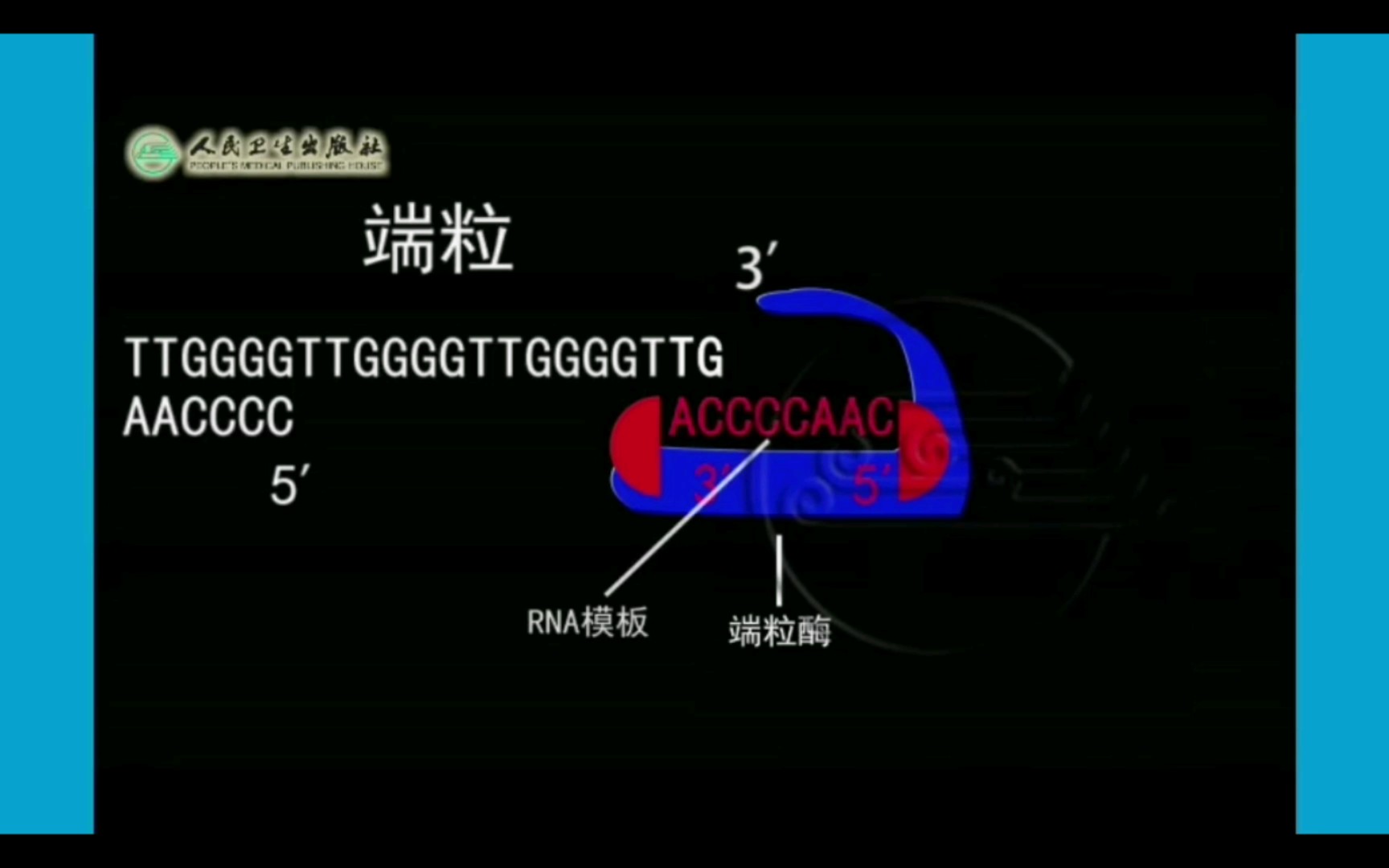 【细胞生物学】端粒及端粒酶哔哩哔哩bilibili