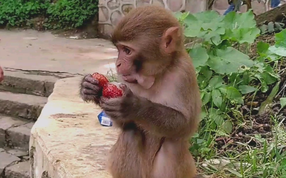 黔灵山可爱的小猴子吃荔枝72