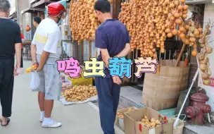 Video herunterladen: 带你看看养鸣虫的葫芦