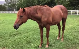 Скачать видео: 阿草阿船吃吃草