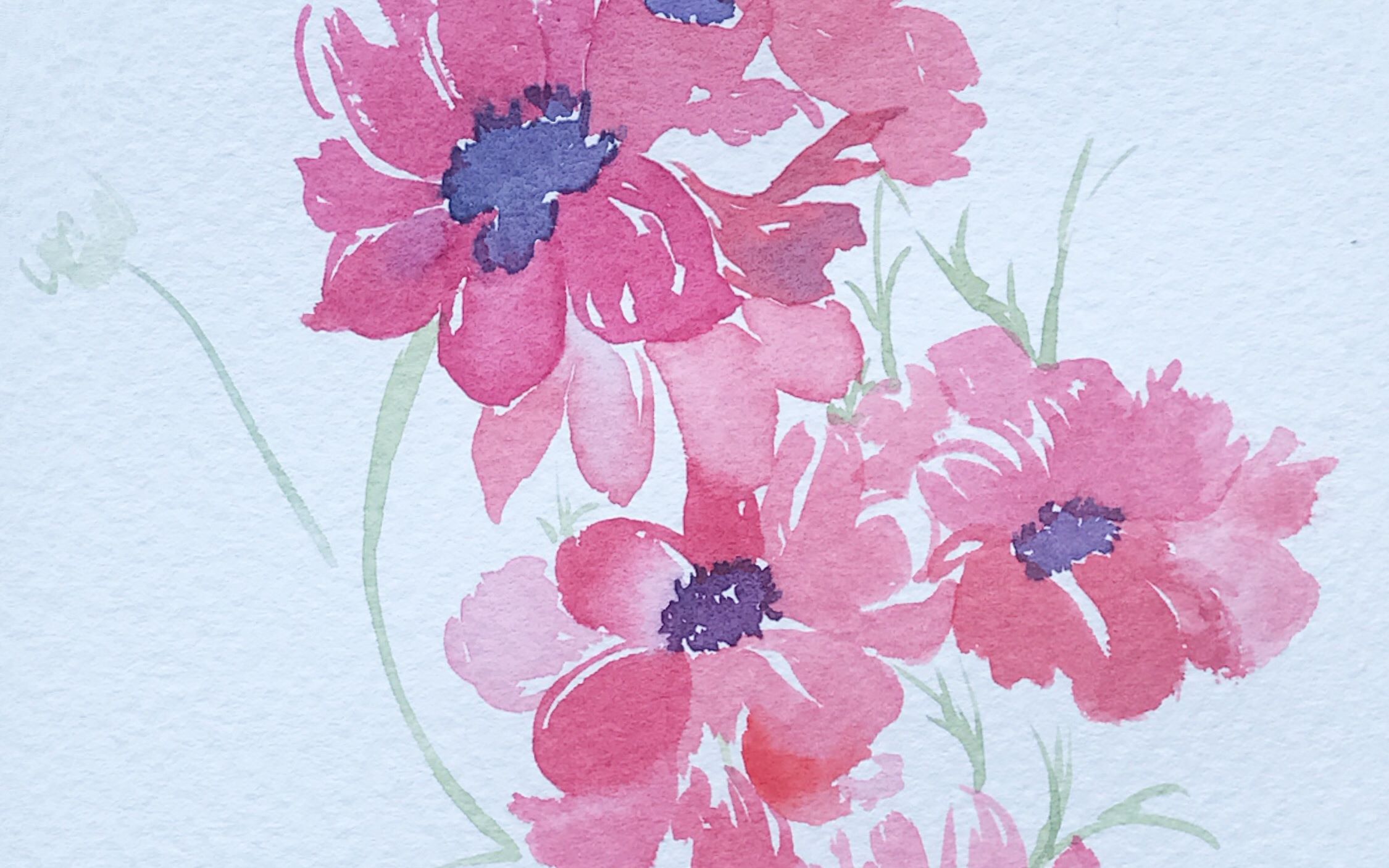 【水彩手绘】小菊花