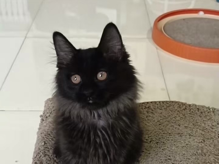 纯黑狮子猫
