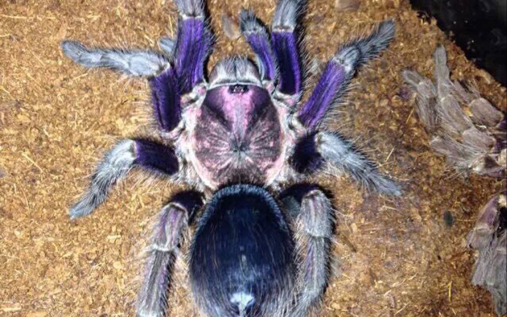 蓝紫海地捕鸟蛛开箱视频_哔哩哔哩 (゜-゜)つロ 干杯~-bilibili