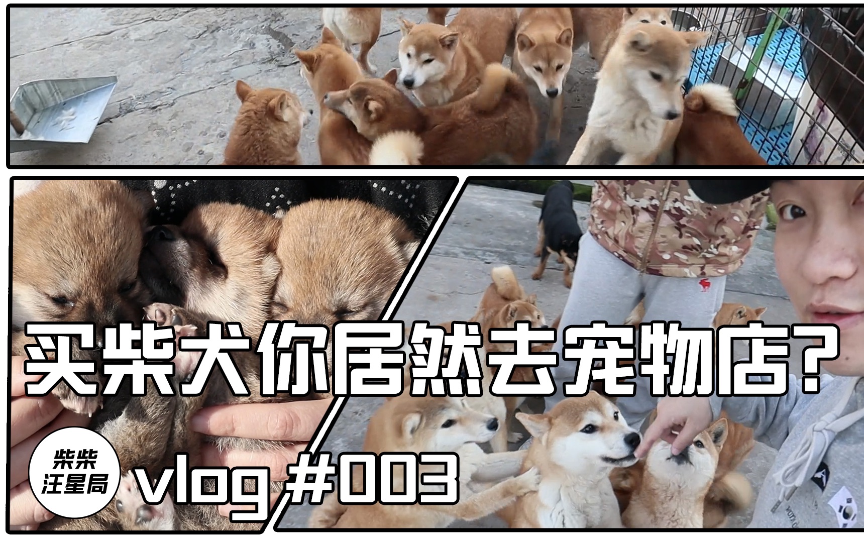 [图]【柴柴汪星局】买柴犬你居然去宠物店？vlog #003