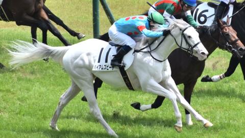 赛马 21 6 12 2岁新马白毛马ハイアムズビーチ 哔哩哔哩 赛马 21 6 12 2岁新马白毛马ハイアムズビーチ 哔哩哔哩