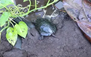 下载视频: 【搬运】星点水龟和黄缘盒龟的户外环境