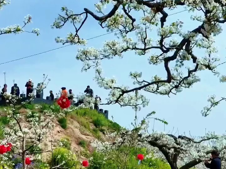 河北台报送:幸福像花儿一样!巧用“花心思”, 做强“花经济”,美景变“钱景”!哔哩哔哩bilibili