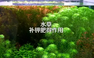 Download Video: 水草补钾肥得作用