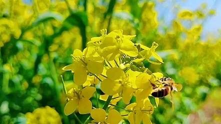 [图]又到了油菜花开的季节了