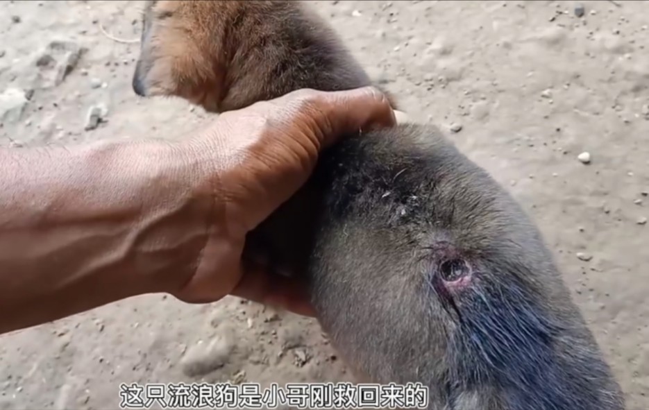 流浪狗身上有个洞,被蛆虫吃空了,撒完药后全部爬出