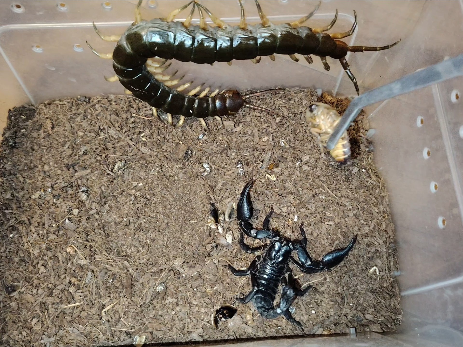 猛毒黑火蜈蚣攻击毒抗之王雨林蝎 无状态烂片