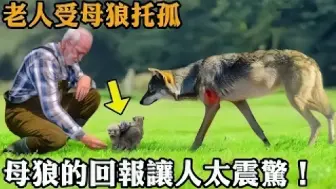 Descargar video: 老人受母狼托孤，细心喂养大整窝狼崽，一年后母狼竟做出震撼举动！