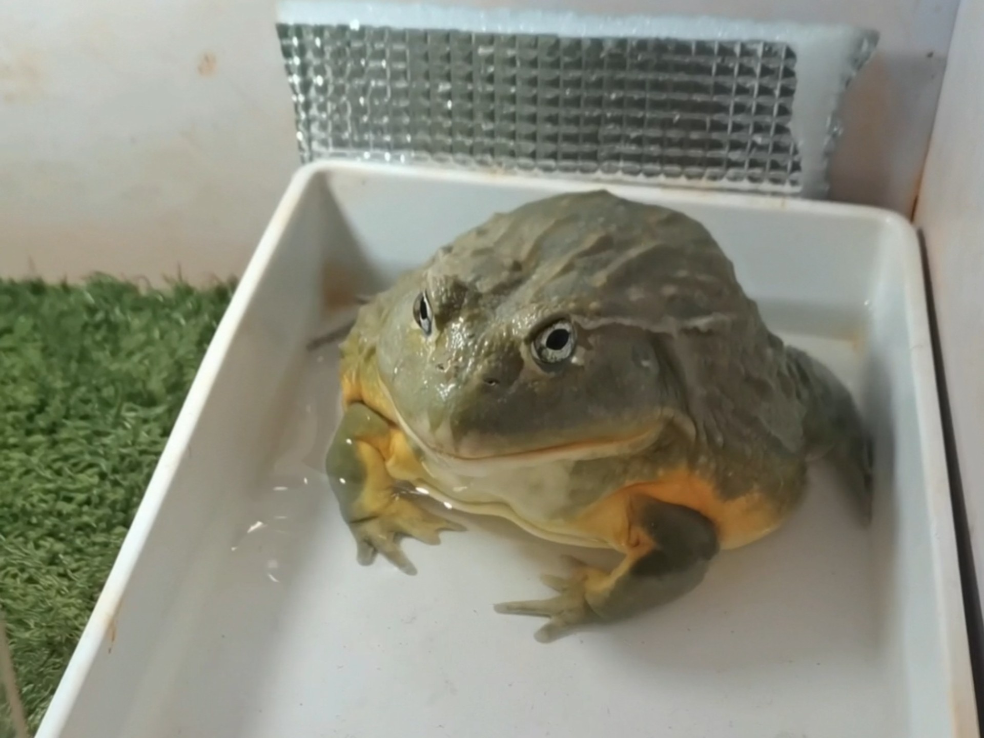 近期箱头蛙吃虫子小合集