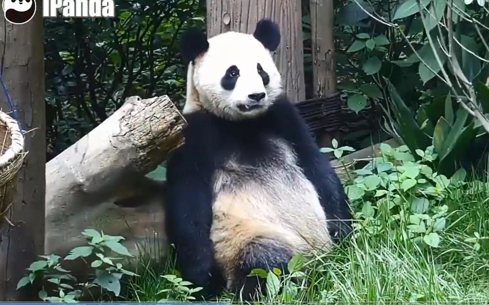 [图]20180530 大熊猫星繁 爷爷~繁繁肚子饿啦，你在哪呢？