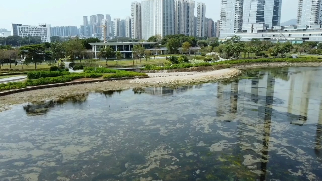 大疆mini2 se 近距离拍摄海鸟