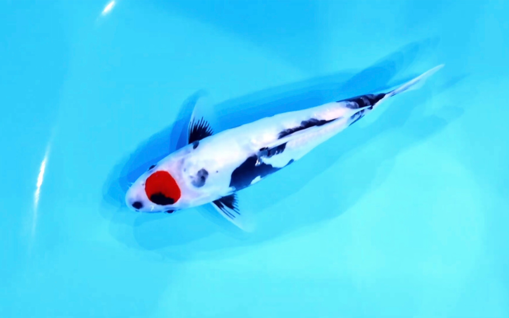 丸新德系丹顶昭和三色锦鲤两岁二十五观赏鱼.