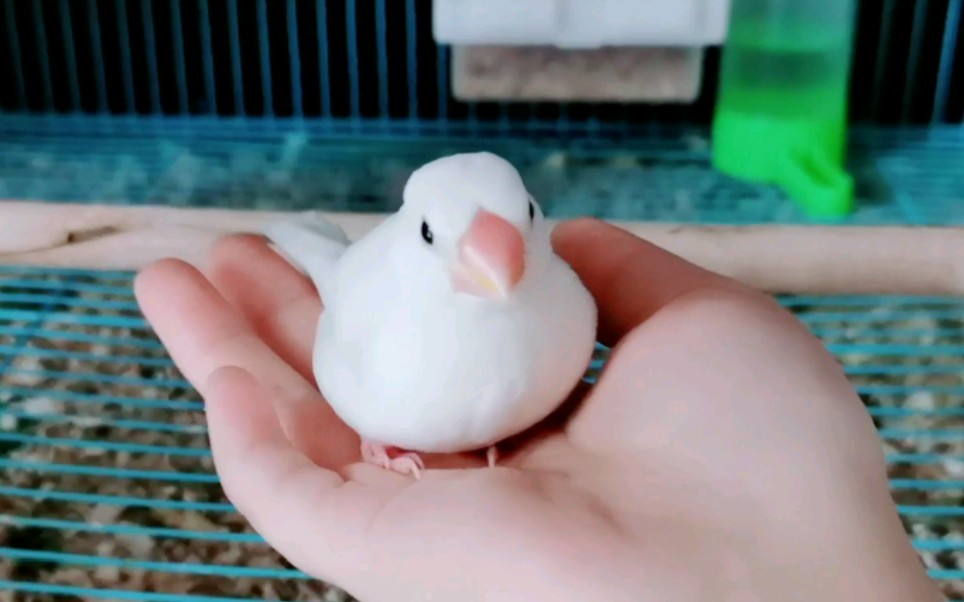 文鸟乖巧上手的二代目小文鸟