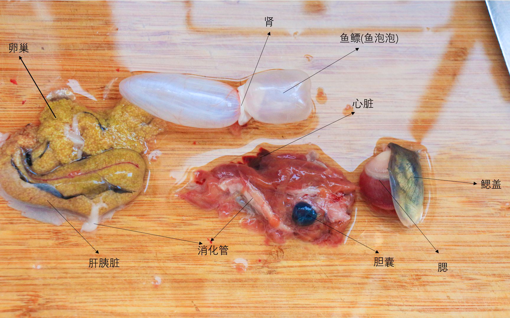 鱼内脏解剖图图片