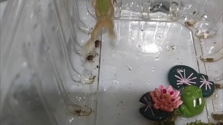 小青蛙连续吃便便