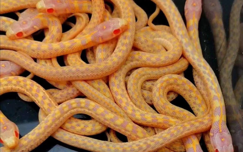 白化束带蛇成体图片