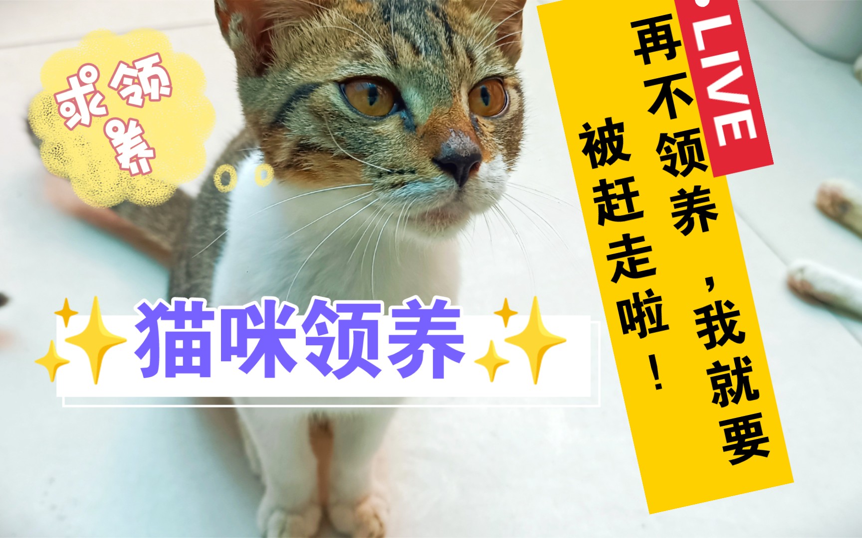 ✨猫咪领养✨深圳市宝安区哔哩哔哩bilibili