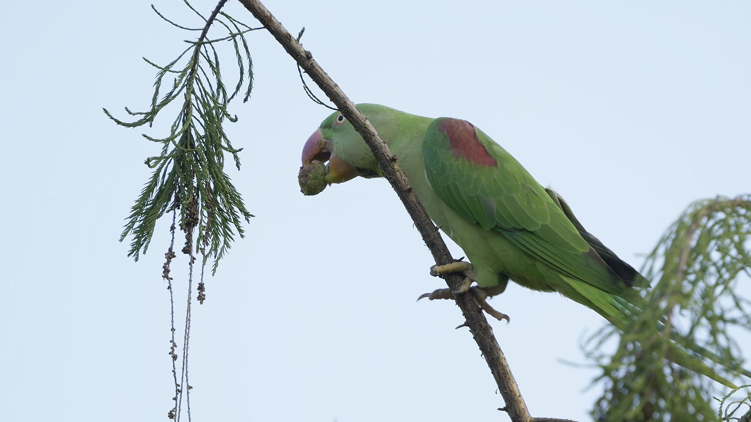 【行为图鉴】亚历山大鹦鹉 在树上摘果子吃 hdr