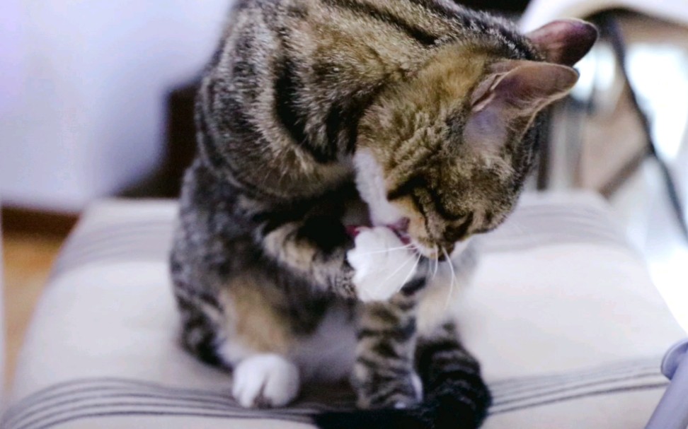 【狸花猫】小猫洗脸