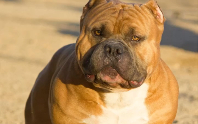 致我最爱的口袋体美国恶霸犬theebuss