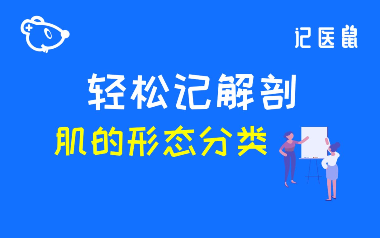 61 解剖 轻松记 肌的形态分类哔哩哔哩bilibili