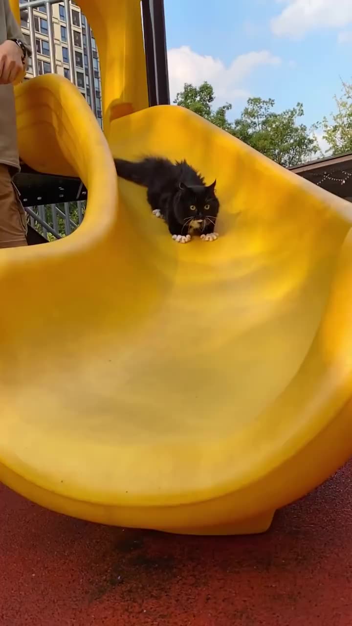 猫咪滑滑梯开心到jiojio开花98