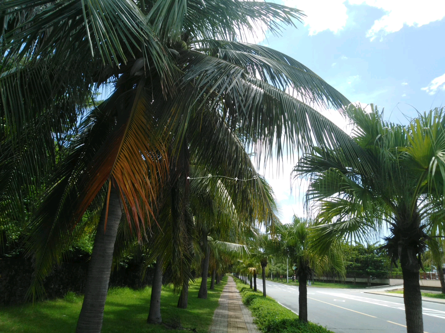 走在街道边,欣赏着街边的椰子树,心情别提有多爽啦!