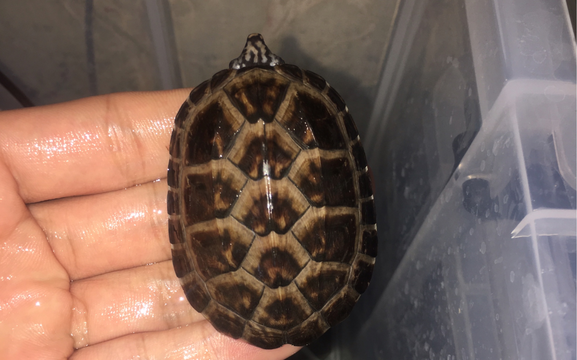 冬天开箱一只水锈墨蛋