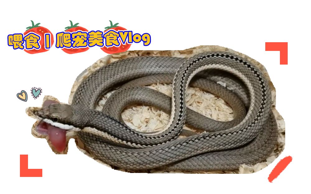 喂食褐巴伦游蛇蒙彼利埃游蛇的深夜吃吃吃爬宠蛇美食vlog