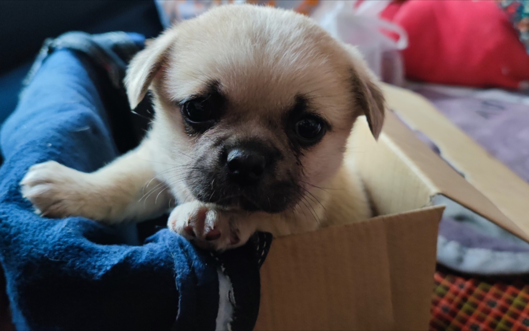 小肉团真可爱(我姑家的小狗狗)