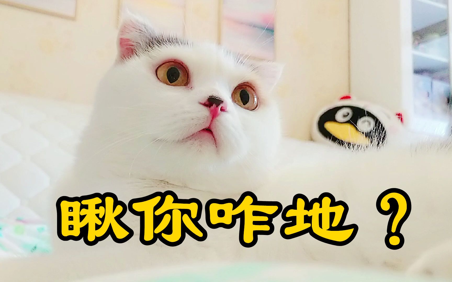 你瞅啥?猫咪:瞅你咋地