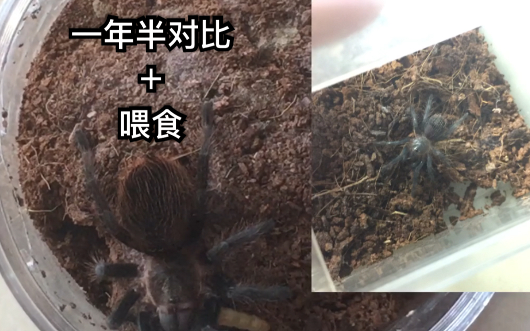 捕鸟蛛墨西哥红尾一年半记录