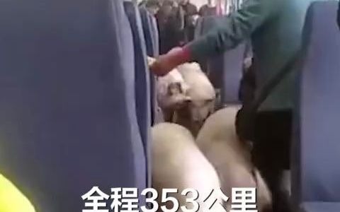 [图]成群猪羊排队搭乘火车 在过道大摇大摆穿行 旅客纷纷避让