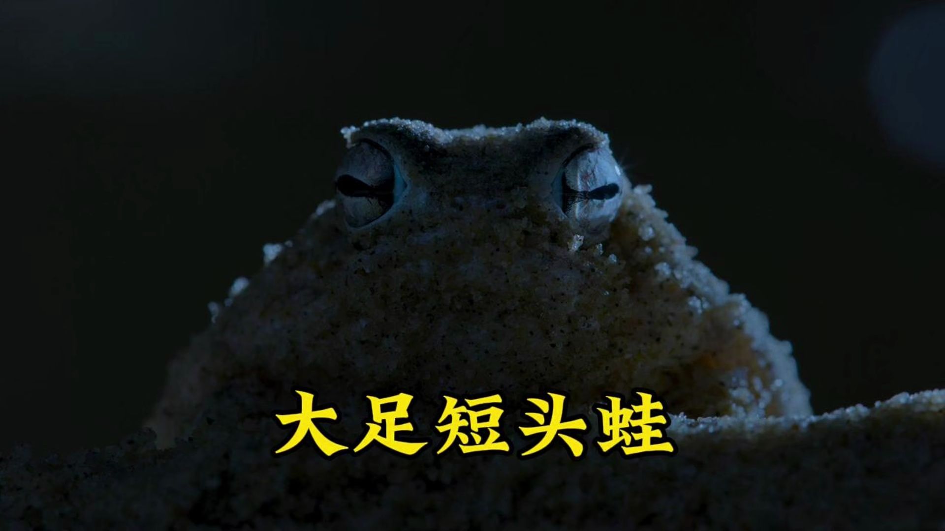 今天是大足短头蛙