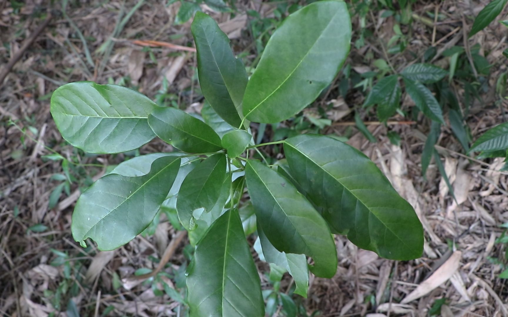 牛耳枫的功效(牛耳枫功效大揭秘抗氧化,镇静,美白,让你焕发青春活力)