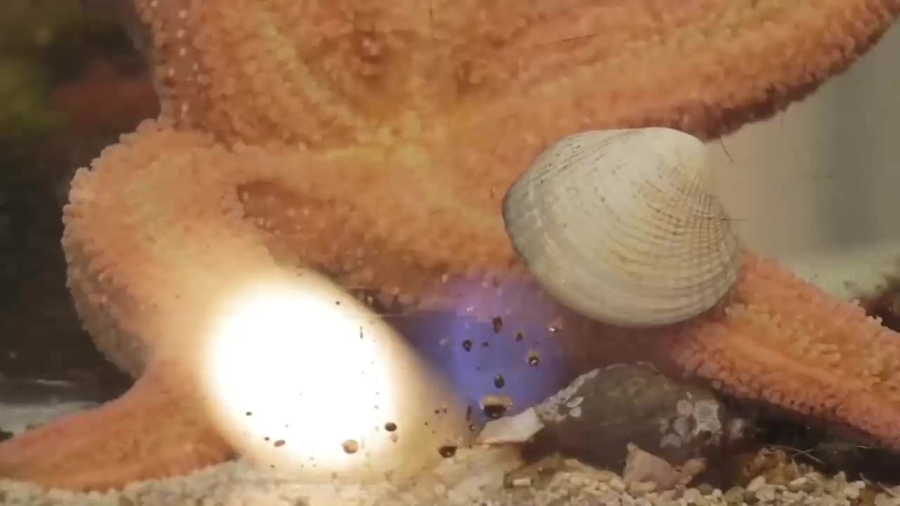 海星生吞蛤蜊,原来海星是这样进食