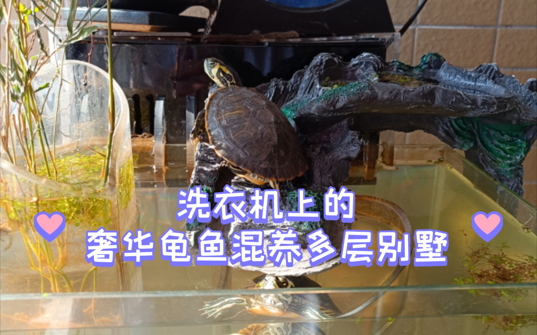 鱼龟混养多层别墅 洗衣机上的鱼缸战斗机